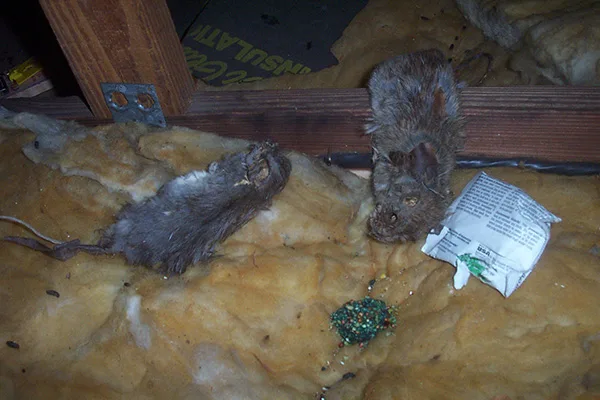 dead animal odor detection