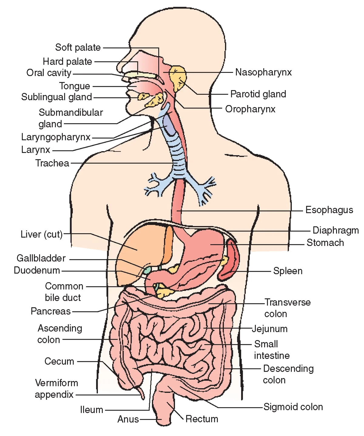 digestive tract