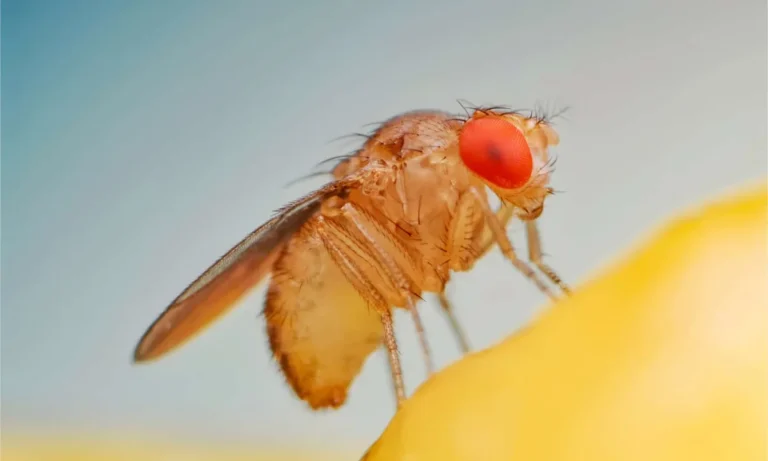 How To Get Rid Of Flies From Kitchen