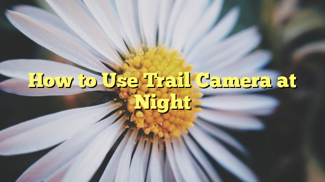 How to Use Trail Camera at Night