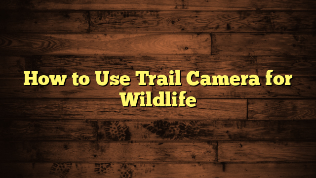How to Use Trail Camera for Wildlife