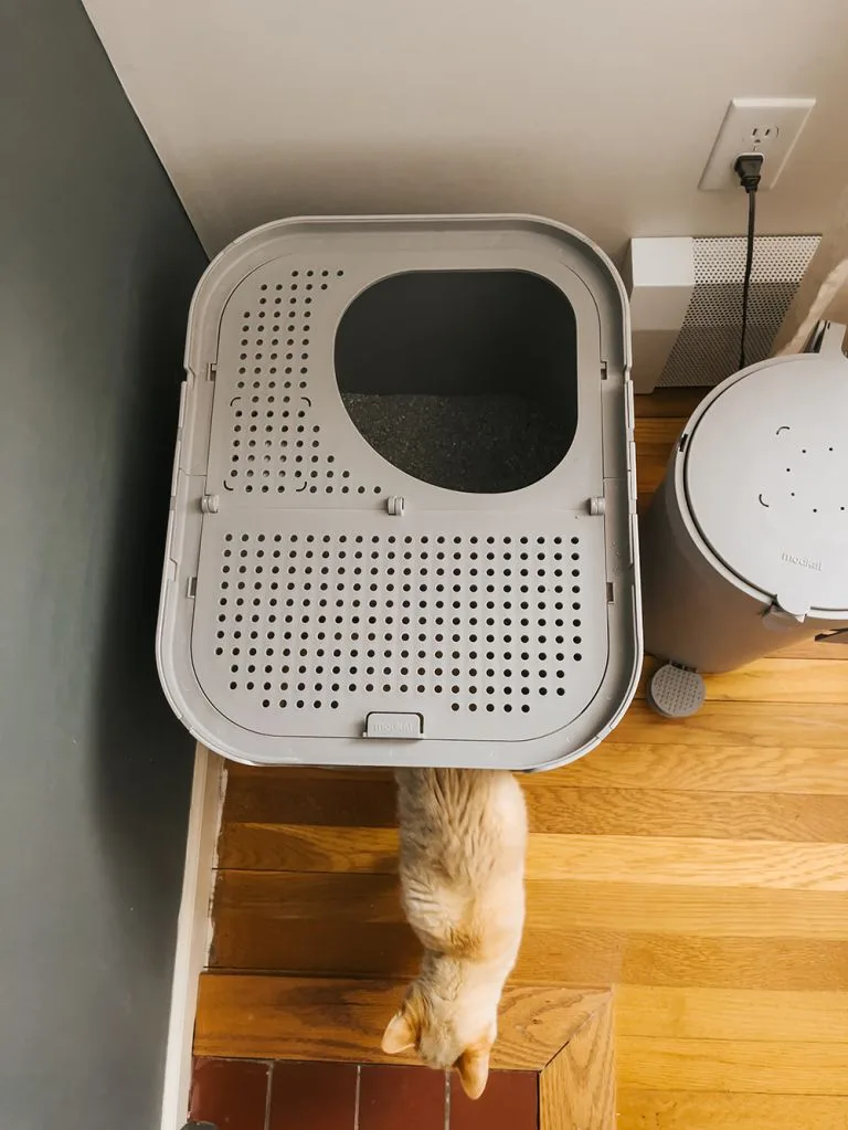 litter box odor