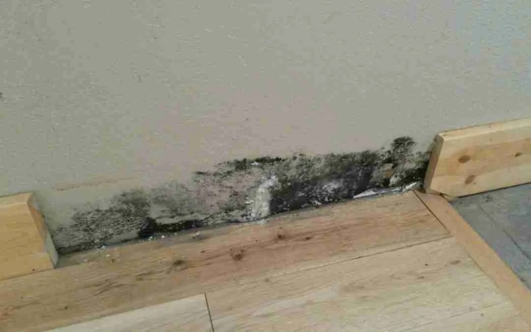 mold growth behind wallpaper