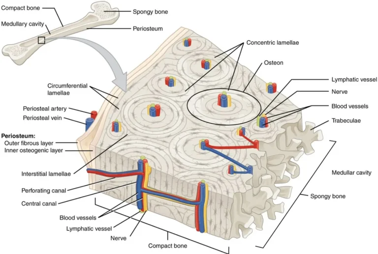 Periosteum