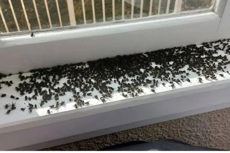 Why Do I Suddenly Have Large Flies In My House