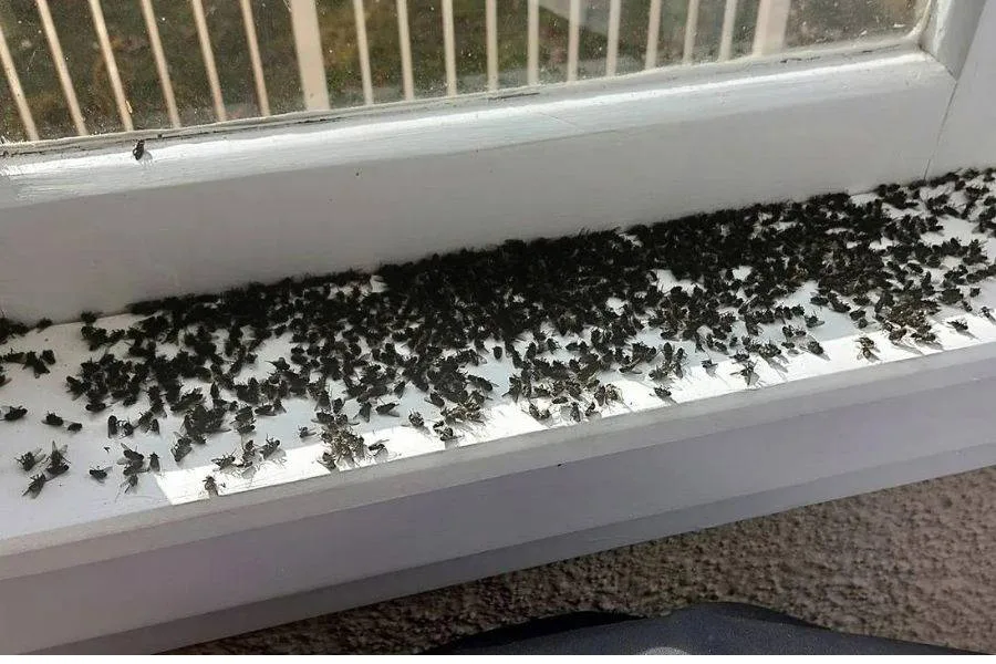 Why Do I Suddenly Have Large Flies In My House